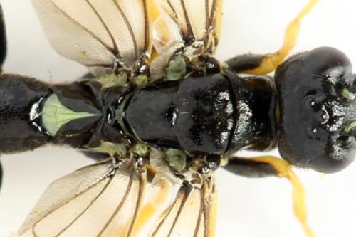 Réf. 312 994 : Cephus nigrinus