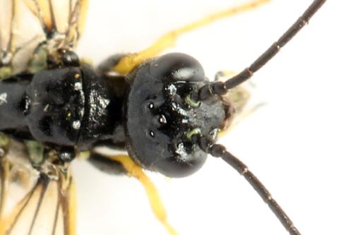 Réf. 312 995 : Cephus nigrinus