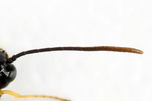 Réf. 312 996 : Cephus nigrinus