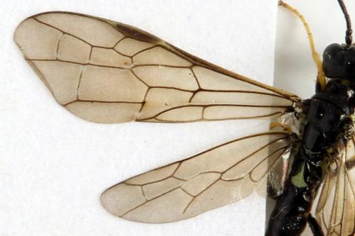Réf. 312 997 : Cephus nigrinus