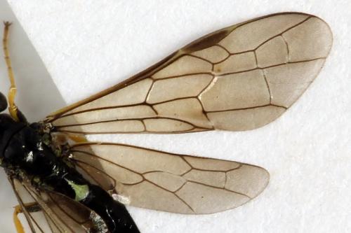 Réf. 312 998 : Cephus nigrinus