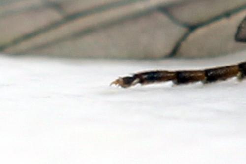 Réf. 312 999 : Cephus nigrinus