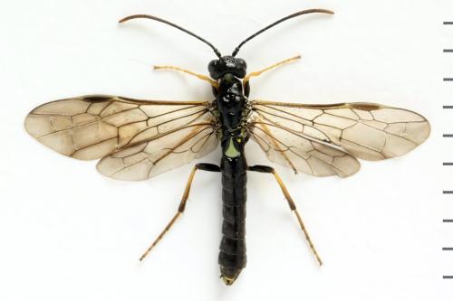 Calameuta pallipes