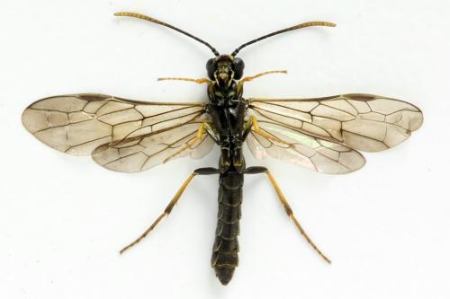 Calameuta pallipes