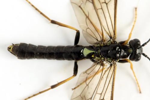 Calameuta pallipes