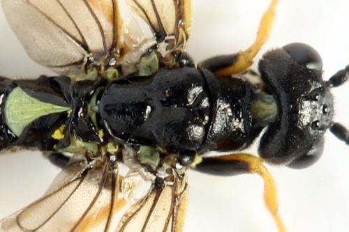 Calameuta pallipes