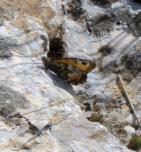 Réf. 312 387 : Hipparchia semele