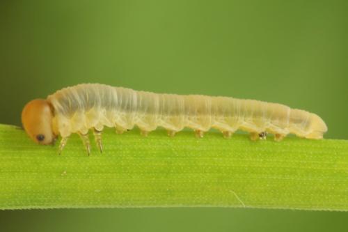 Réf. 312 555 : Dolerus nigratus