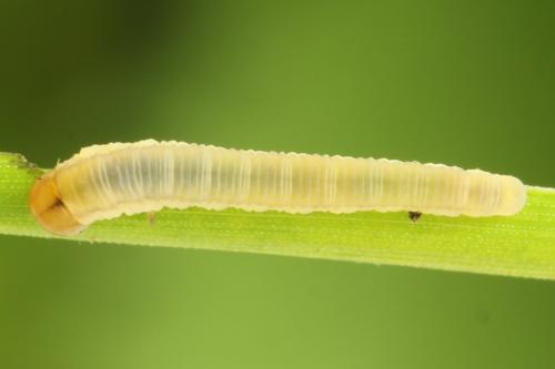 Réf. 312 556 : Dolerus nigratus