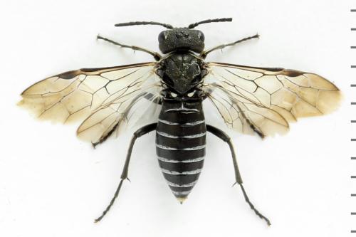 Réf. 312 973 : Sciapteryx consobrina