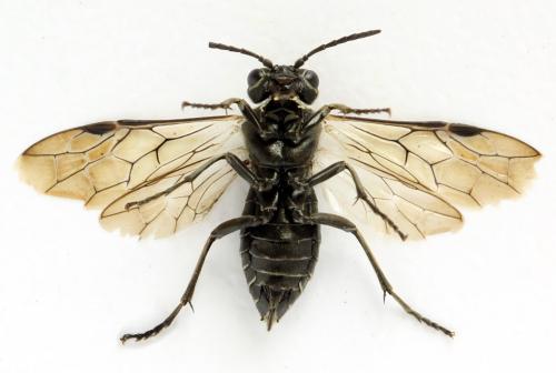 Sciapteryx consobrina