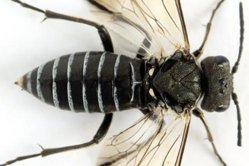 Sciapteryx consobrina