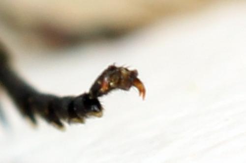 Sciapteryx consobrina