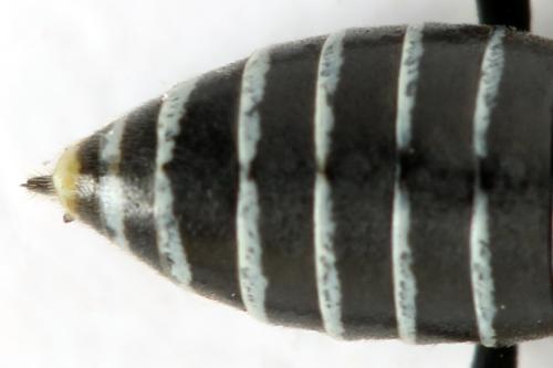 Sciapteryx consobrina