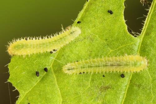 Claremontia waldheimii