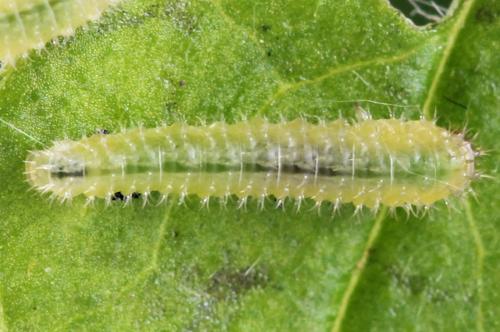 Claremontia waldheimii