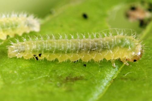 Claremontia waldheimii
