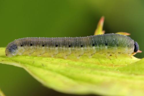 Empria pumiloides