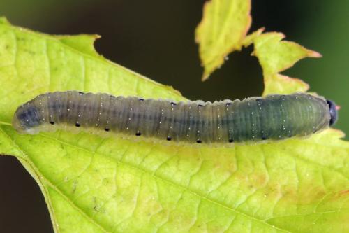 Empria pumiloides