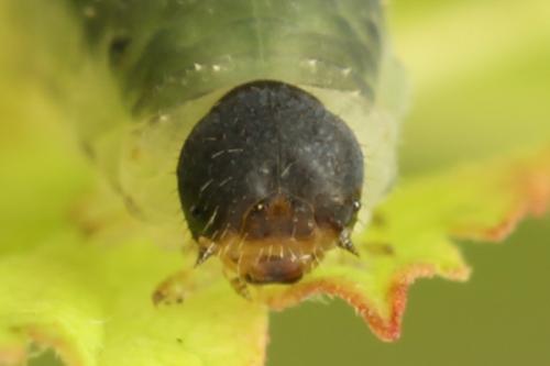 Empria pumiloides