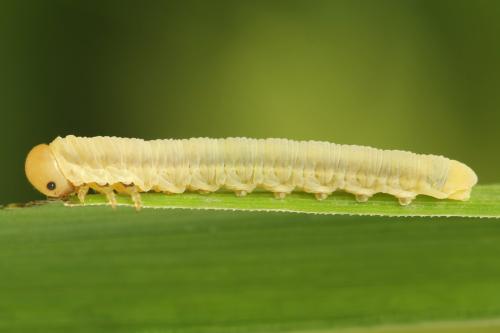 Réf. 312 557 : Dolerus nigratus