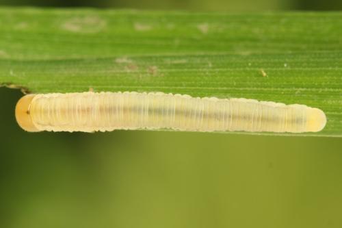 Réf. 312 558 : Dolerus nigratus