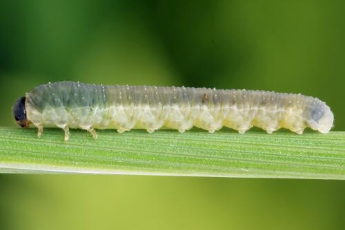 Empria pumiloides