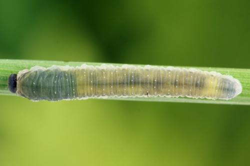 Empria pumiloides