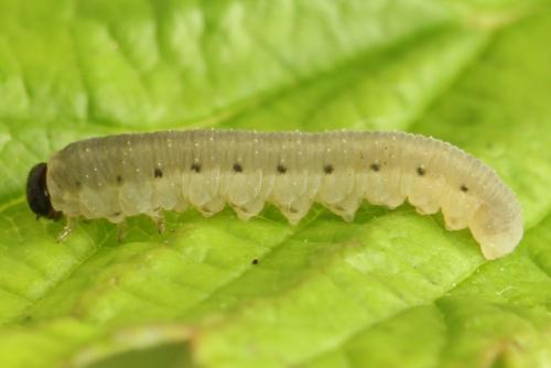 Empria pumiloides