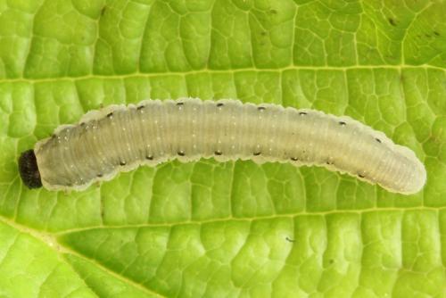Empria pumiloides