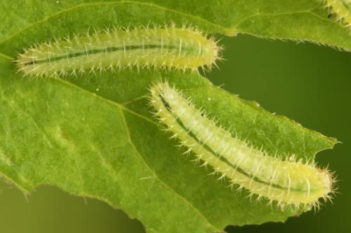 Claremontia waldheimii