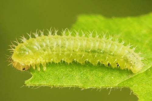 Réf. 312 851 : Claremontia waldheimii