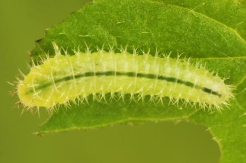 Claremontia waldheimii