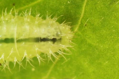 Claremontia waldheimii