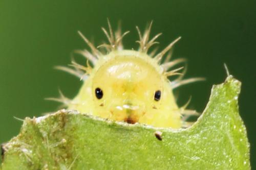 Claremontia waldheimii