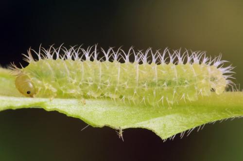 Claremontia waldheimii
