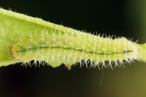 Claremontia waldheimii