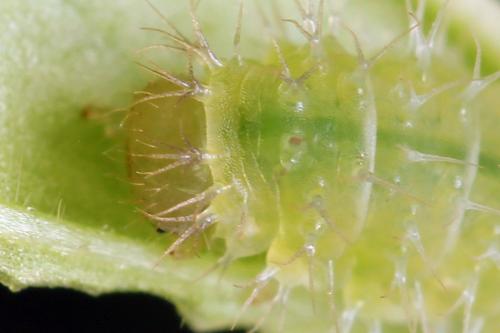 Claremontia waldheimii