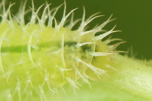 Claremontia waldheimii
