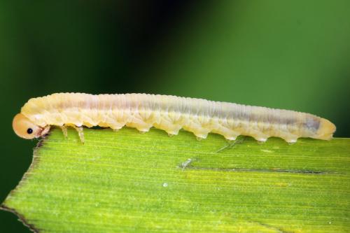 Réf. 312 559 : Dolerus nigratus