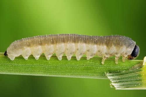 Empria pumiloides