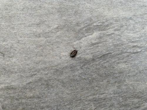 Loboptera sp.