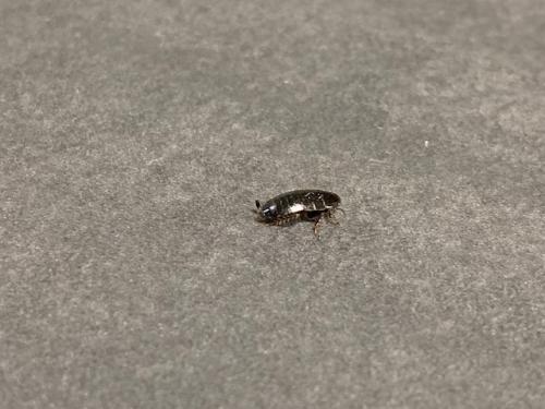 Loboptera sp.
