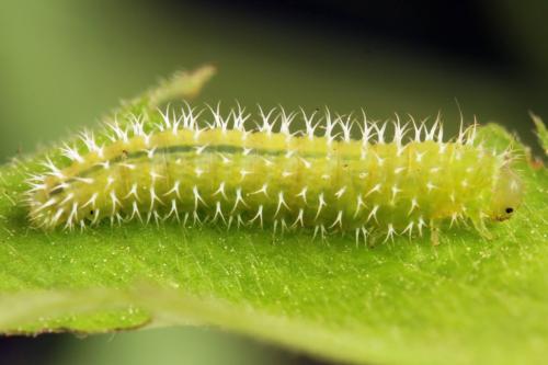 Claremontia waldheimii