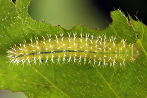 Claremontia waldheimii