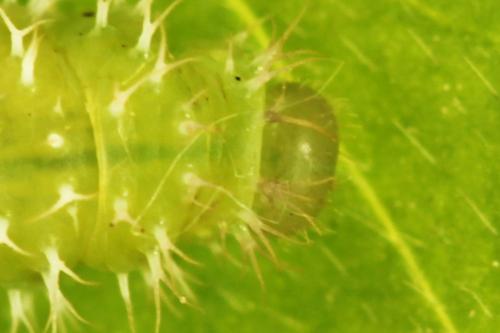 Claremontia waldheimii