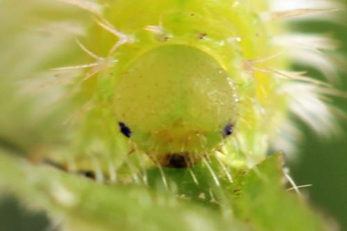 Claremontia waldheimii