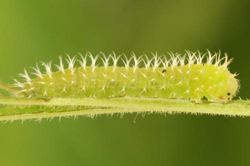 Claremontia waldheimii