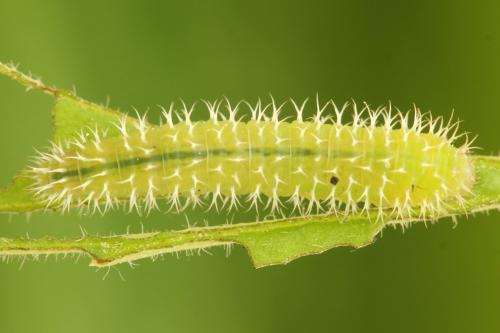 Claremontia waldheimii