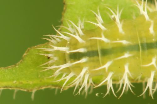 Claremontia waldheimii